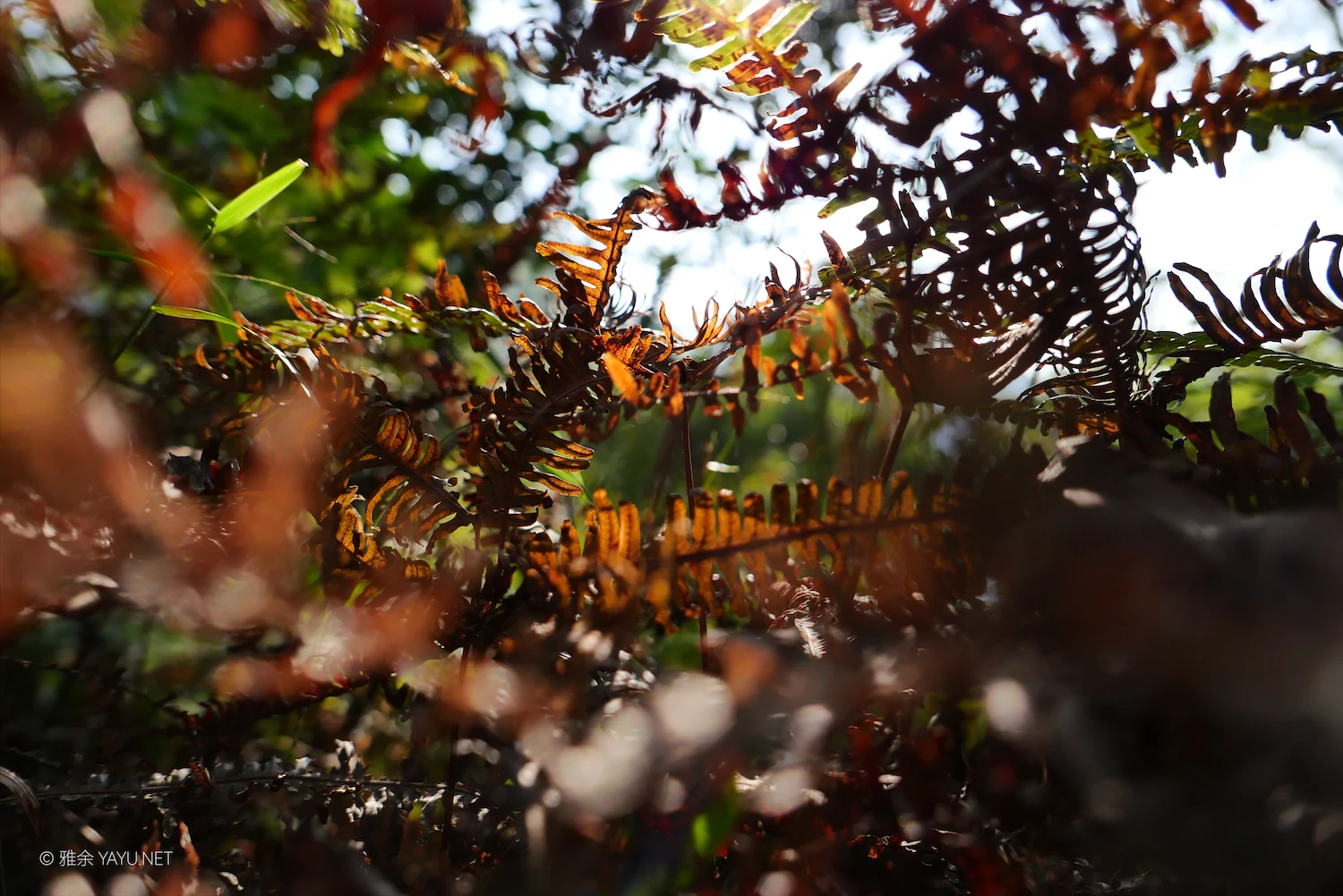 2026 万事皆可期（图3）