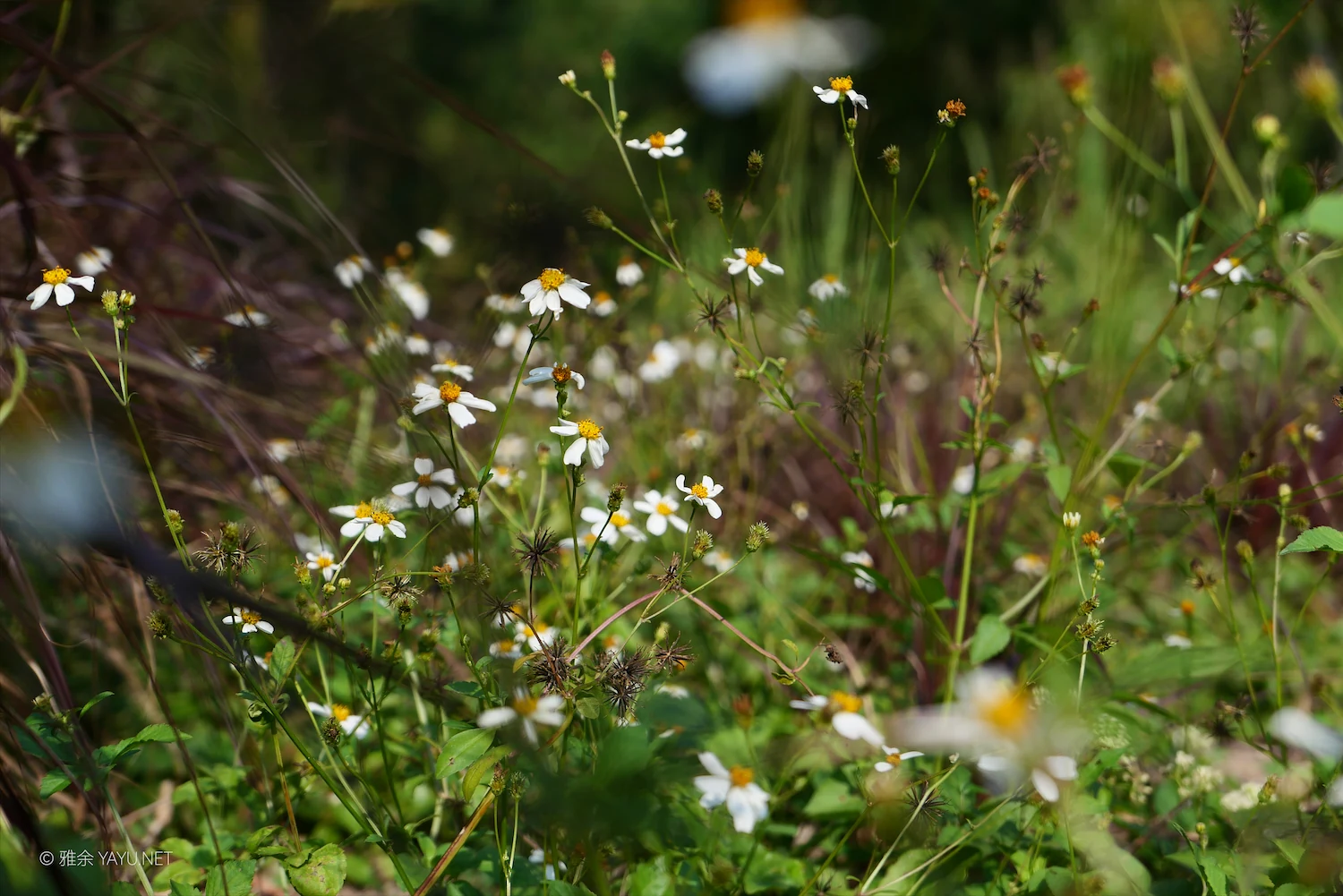 2026 万事皆可期（图2）