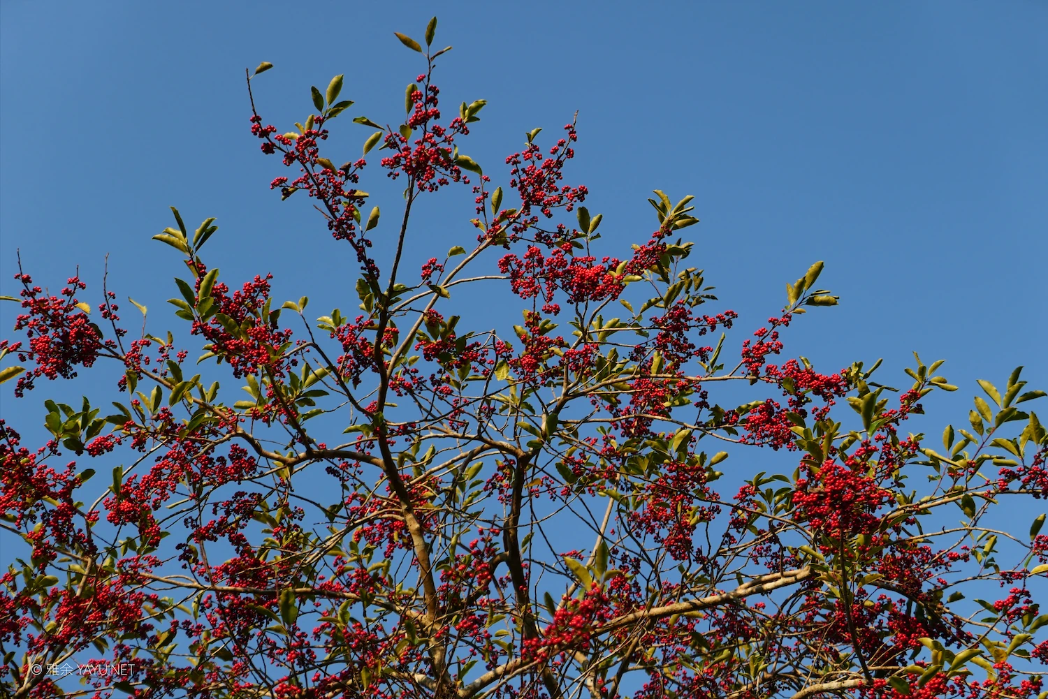 中山金钟水库10公里环湖漫步(图19) 中山金钟水库10公里环湖漫步(图19)