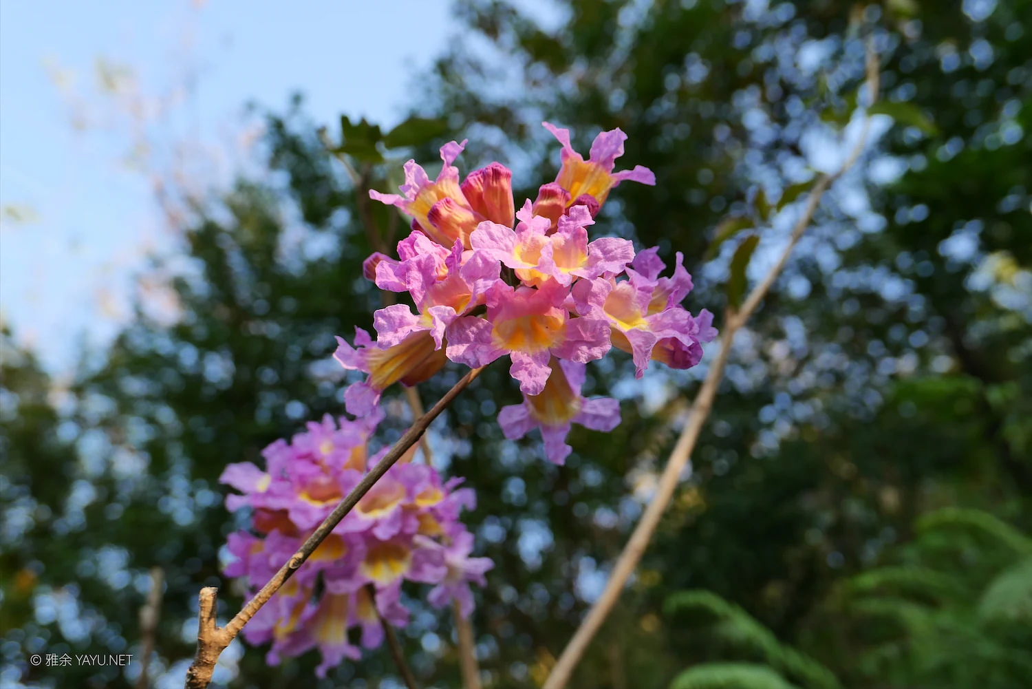 中山金钟水库10公里环湖漫步(图20) 中山金钟水库10公里环湖漫步(图20)