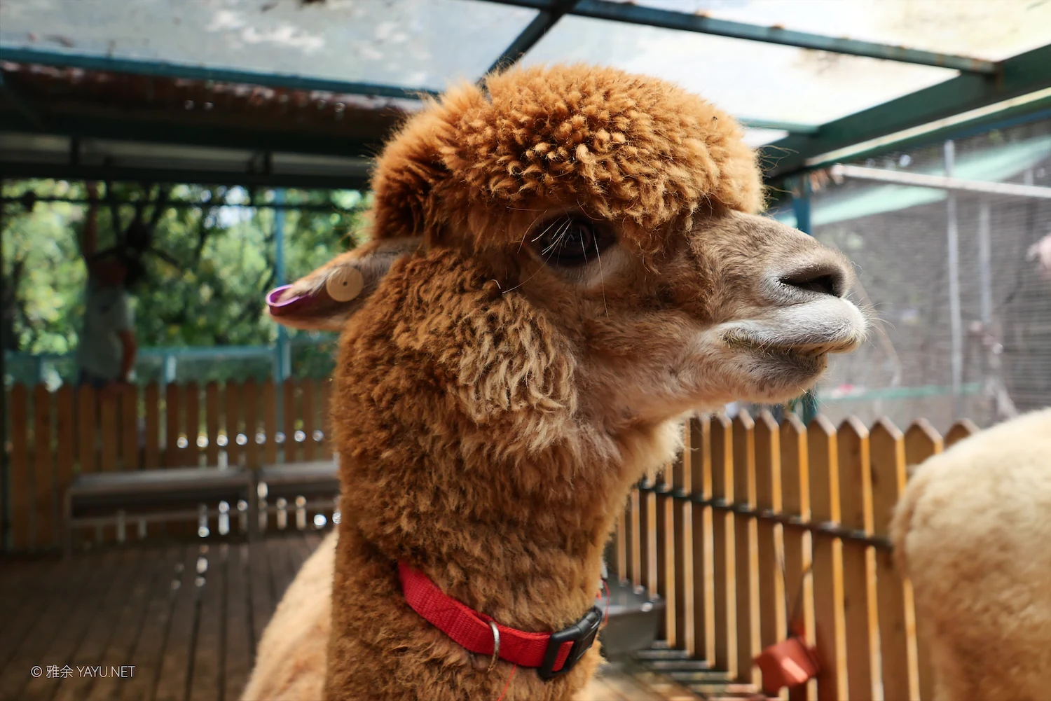 动物朋友（图1）