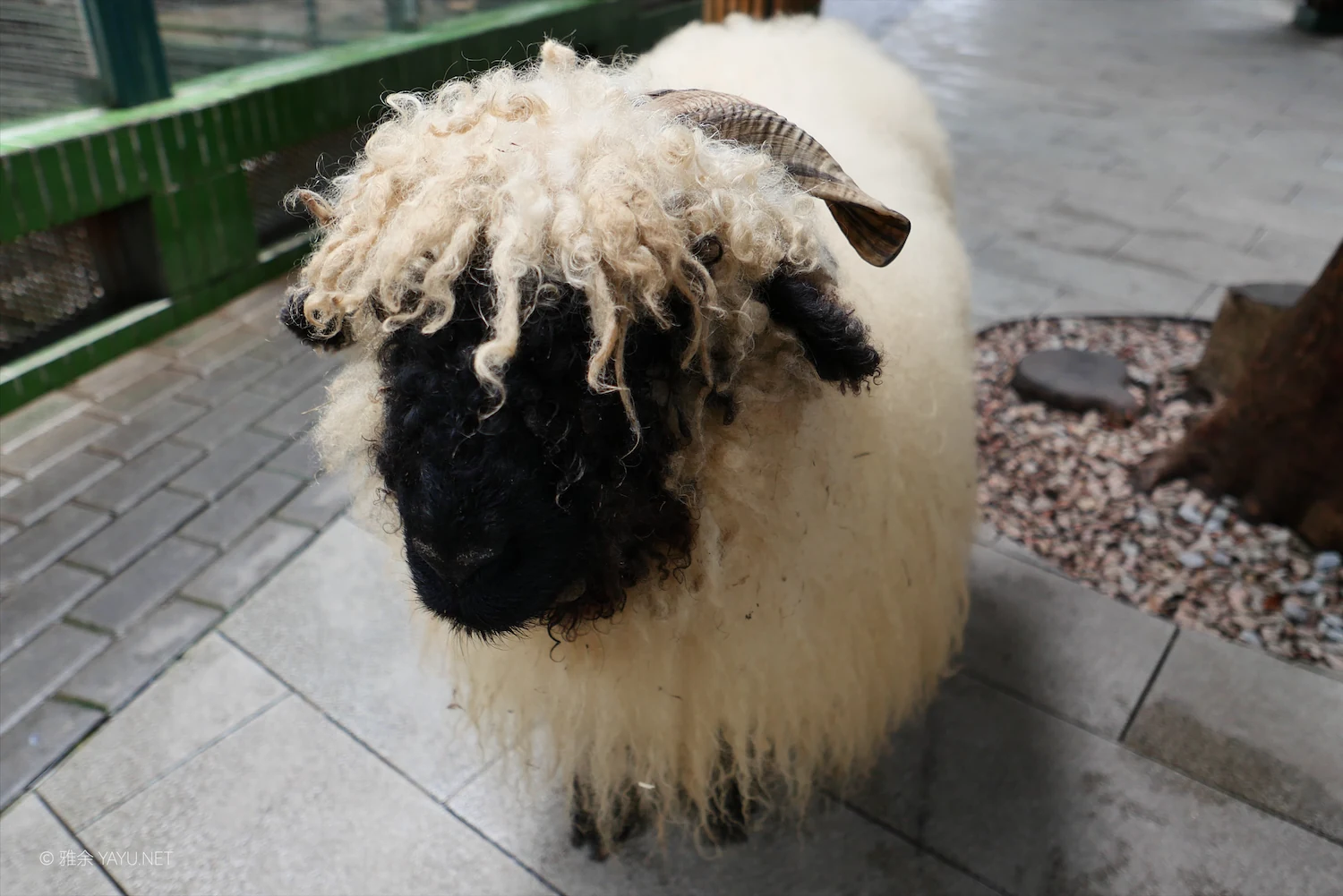 动物朋友（图2）