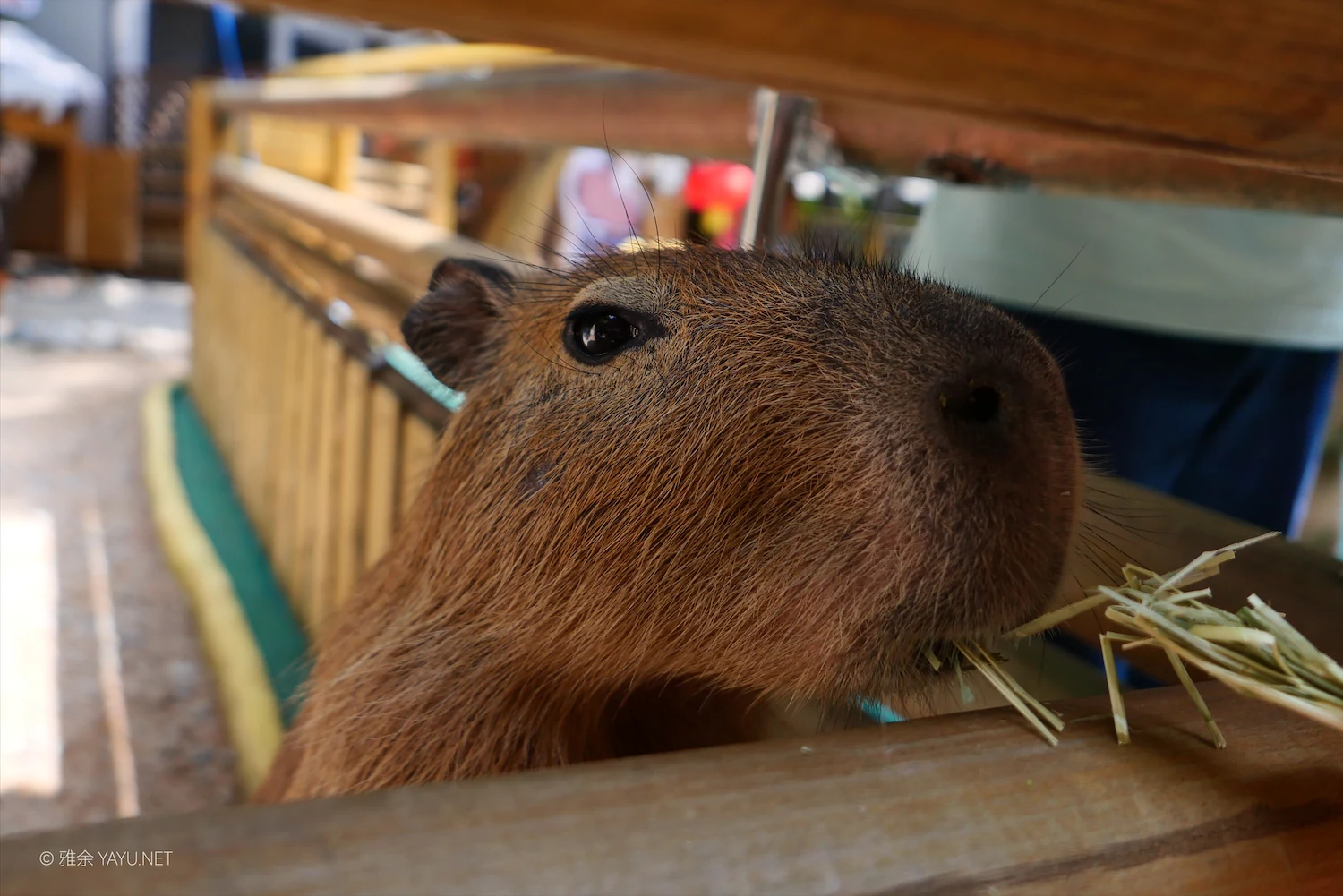 动物朋友（图3）