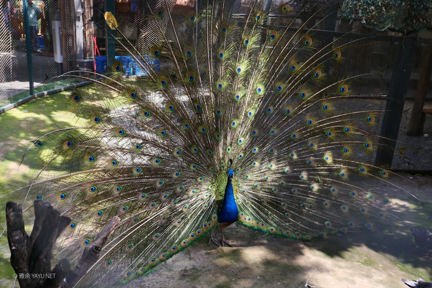 动物朋友（图5）