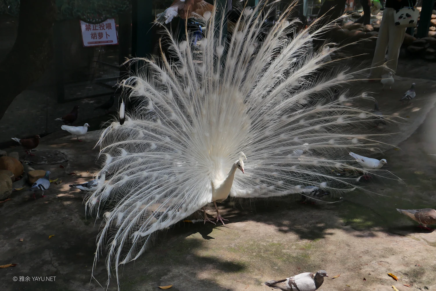 动物朋友（图4）