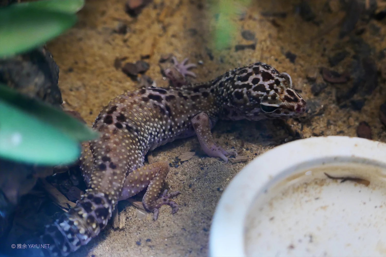 动物朋友（图6）