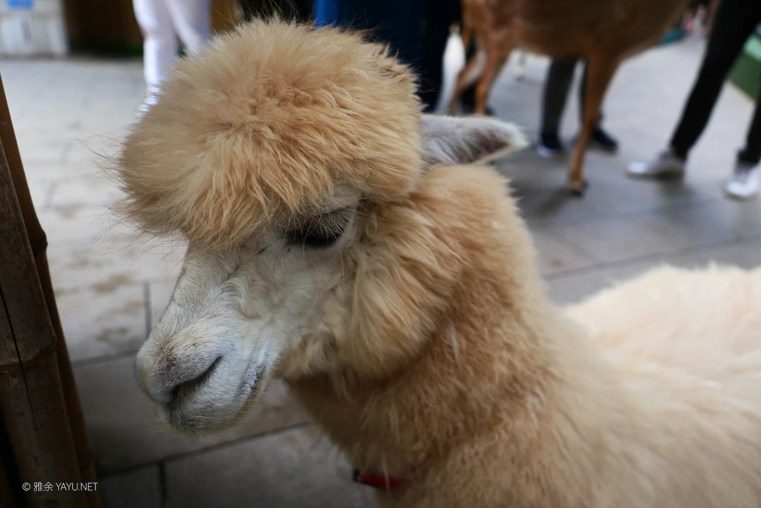 动物朋友（图9）