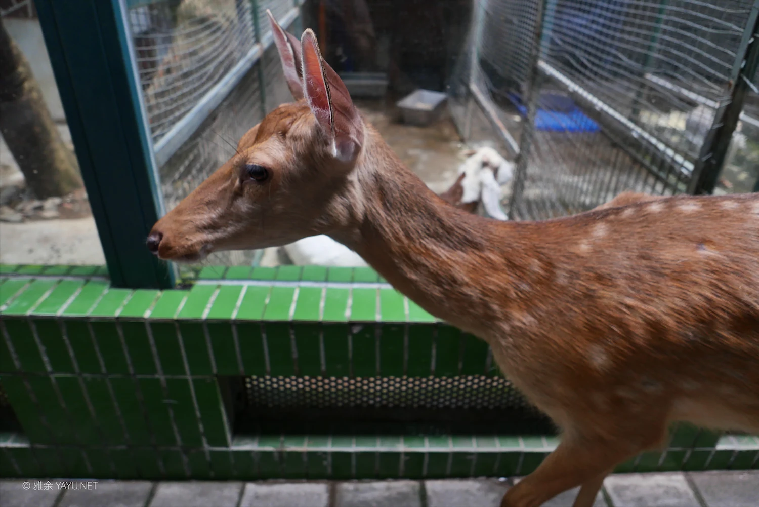 动物朋友（图8）