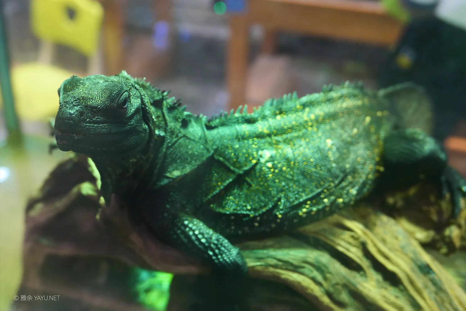 动物朋友（图7）