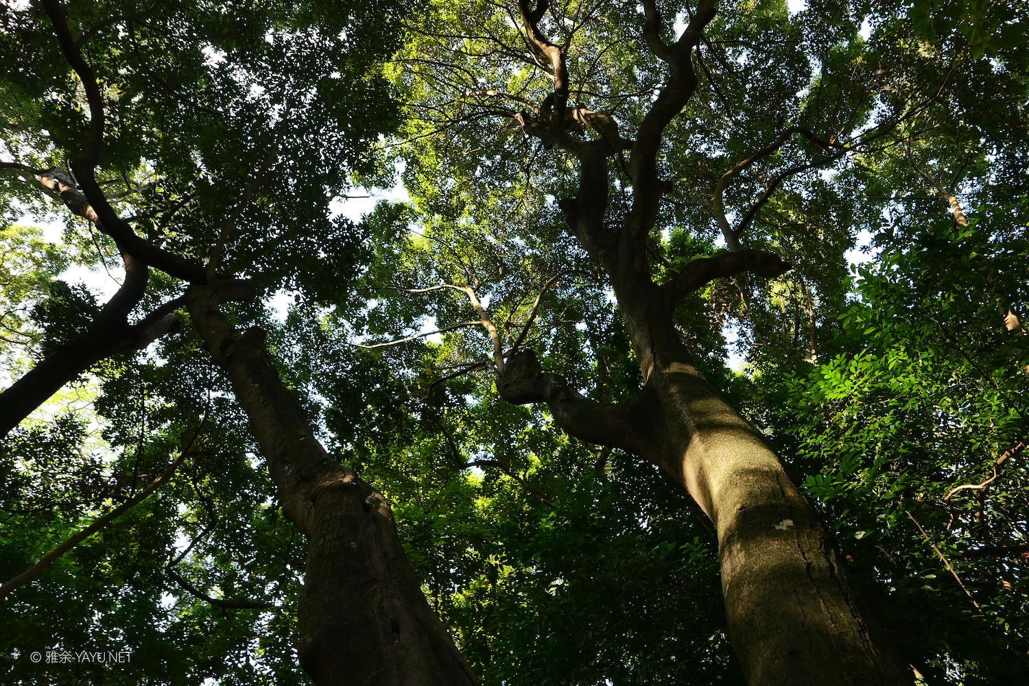 日常漫步 Vol.26 之永丰古树公园(图8) 日常漫步 Vol.26 之永丰古树公园(图8)